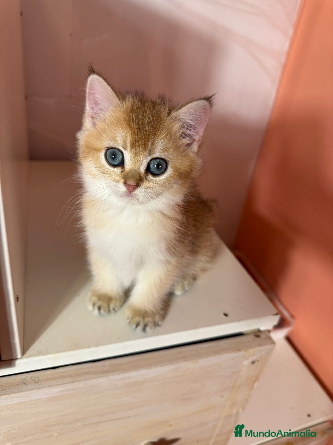Británico de Pelo Corto gatos en venta: British golden en venta, macho y hembra - Imagen 9