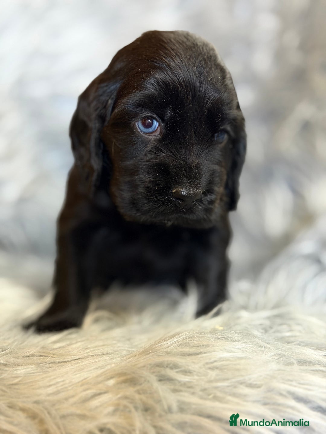 Cocker Spaniel Inglés perros en venta: Cocker inglés negro  - Anuncio 2
