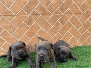 Cane Corso perros Cane corso - Anuncio 1