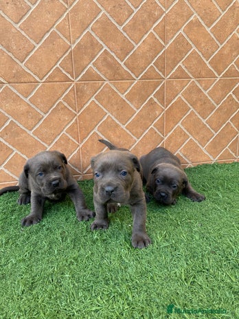 Cane Corso perros Cane corso - Anuncio 1