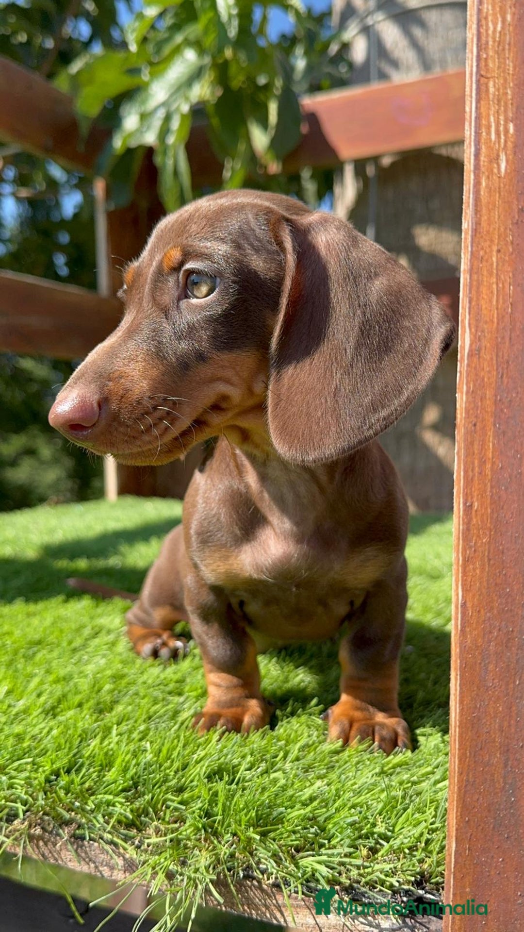 Teckel perros en venta: TECKEL MINIATURA HEMBRA - Imagen 7