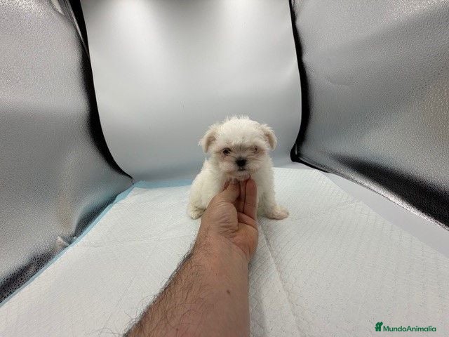 Bichón Maltés perros MALTESES DEL VALLE  - Anuncio 2