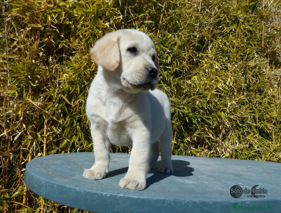 Labrador Retriever perros en venta: Labrador cachorro  - Anuncio 3