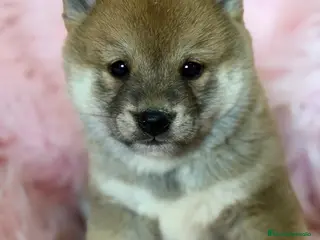 Shiba Inu perros SHIBA INU ROJO DISPONIBLE - Anuncio 3