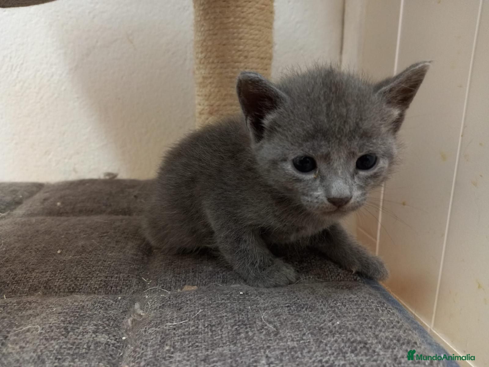 Azul Ruso gatos Hembra de gatito azul ruso - Anuncio 1