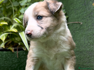 Border Collie perros en Torremolinos - Anuncio 28
