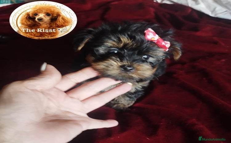 Yorkshire Terrier perros - Propaganda 1