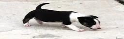 Bull Terrier perros en venta: Bull Terrier  - Anuncio 18