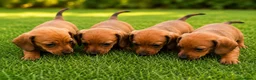 Teckel perros en venta: PRECIO REAL - TECKEL KANINCHEN CIUDAD REAL  - Anuncio 1