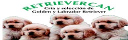 Golden Retriever perros en venta: Cachorros golden retriever con pedigree  - Anuncio 1