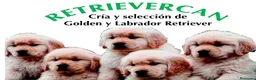 Golden Retriever perros en venta: Cachorros golden retriever con pedigree  - Anuncio 1