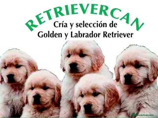 Golden Retriever perros Cachorros golden retriever con pedigree - Anuncio 1