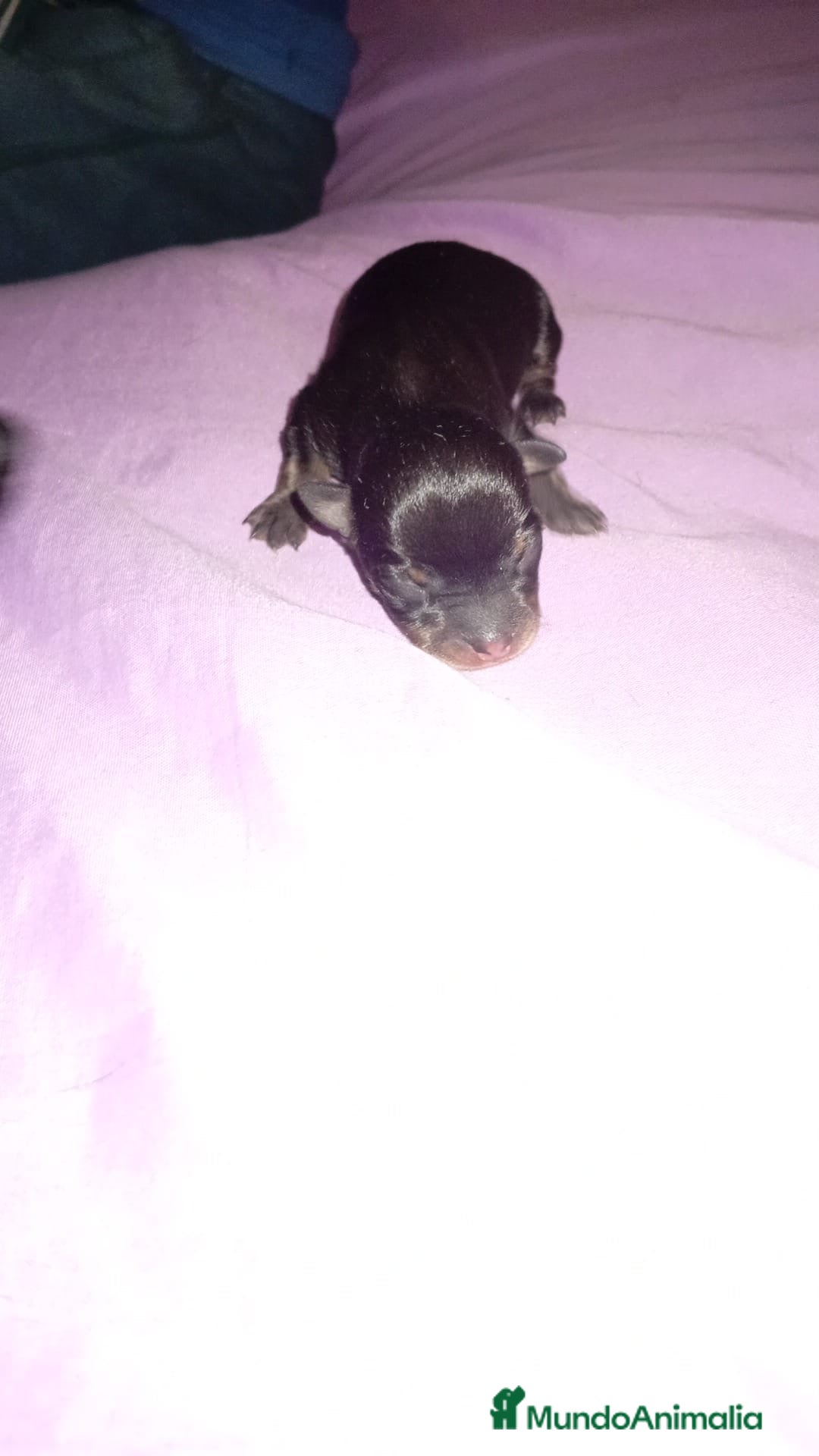 Chihuahua perros Camada de chihuahua - Anuncio 2