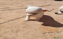 Chihuahua perros en venta: Achuchable cachorrito de Chihuahua - Imagen 2