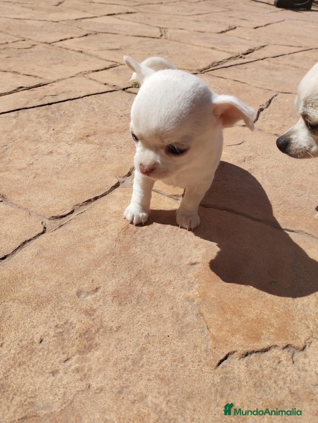Chihuahua perros en venta: Achuchable cachorrito de Chihuahua - Imagen 2