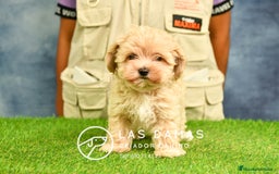 Maltipoo perros en venta: Cachorros de maltipoo disponibles.  - Imagen 7