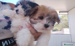 Raza Mixta perros en venta: Cachorrita Malvi - Imagen 1