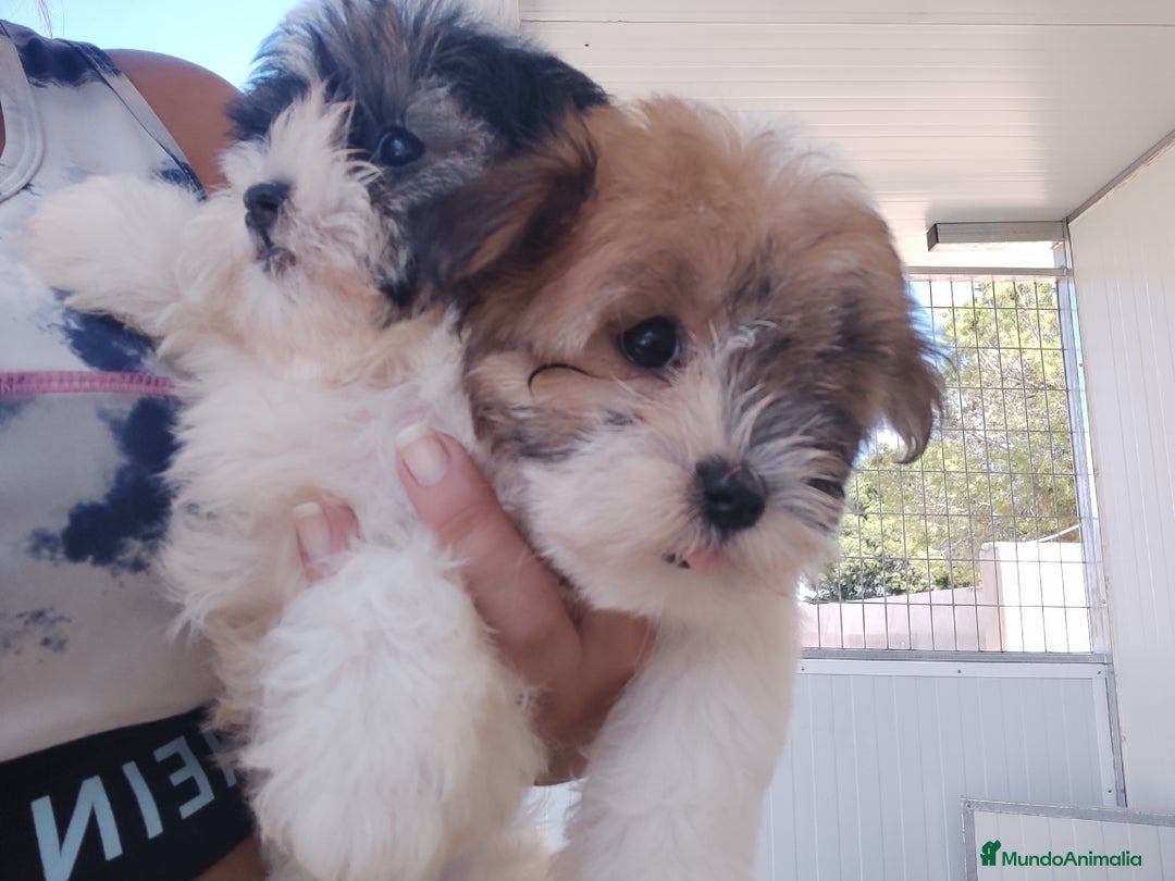 Raza Mixta perros en venta: Cachorrita Malvi - Imagen 1