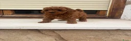 Caniche Toy perros en venta: Caniche toy - Anuncio 3
