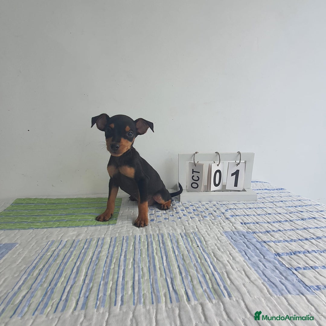 Pinscher Miniatura perros en venta: Pincher super miniatura  - Imagen 2