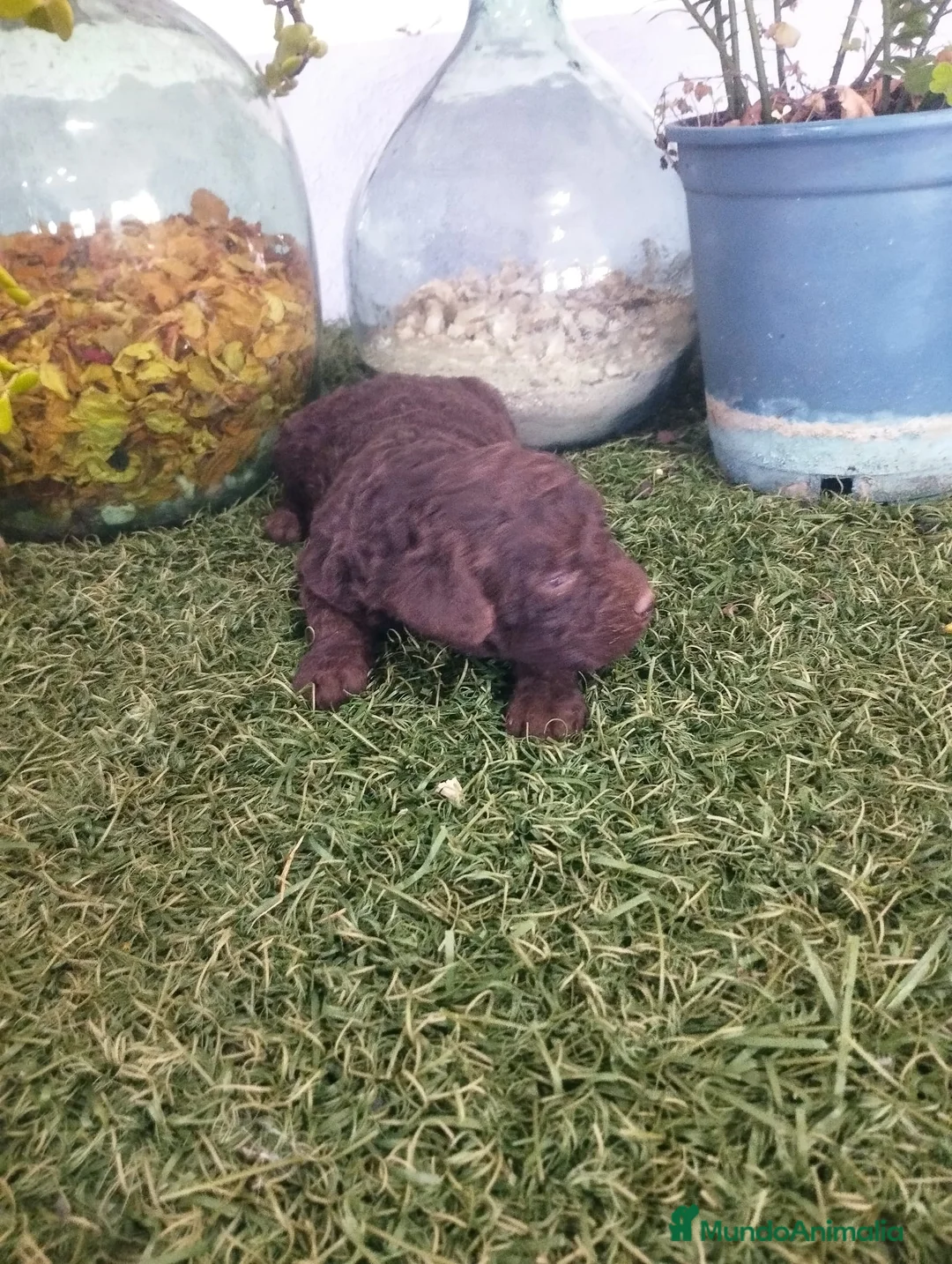 Perro de Agua Español perros en venta: Precioso machito chocolate - Anuncio 3