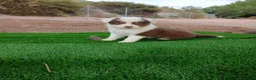 Pastor Australiano perros en venta: PASTOR AUSTRALIANO - Anuncio 10