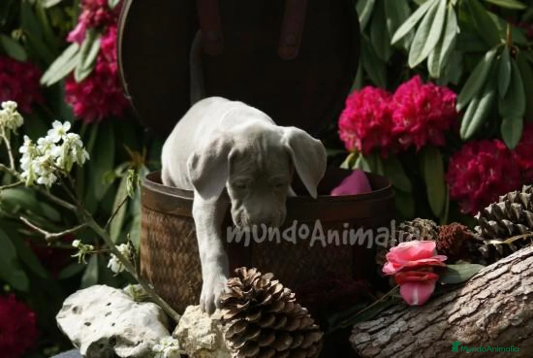 Imagen de galería {{count}}