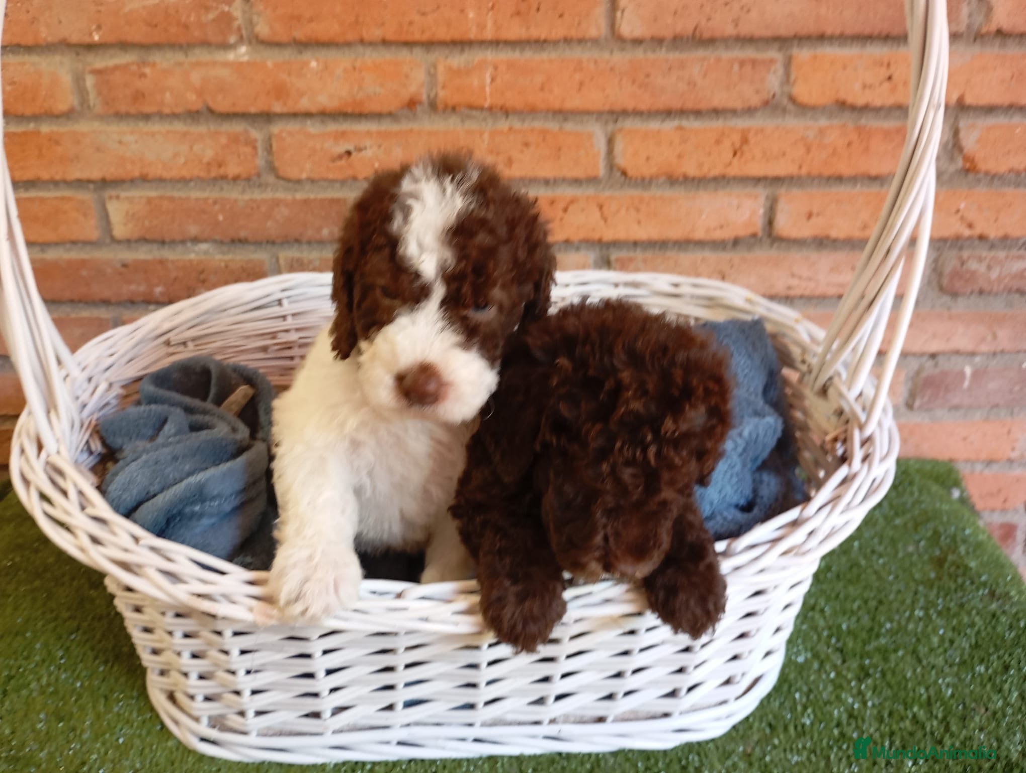 Perro de Agua Español perros Perro de agua  - Anuncio 1