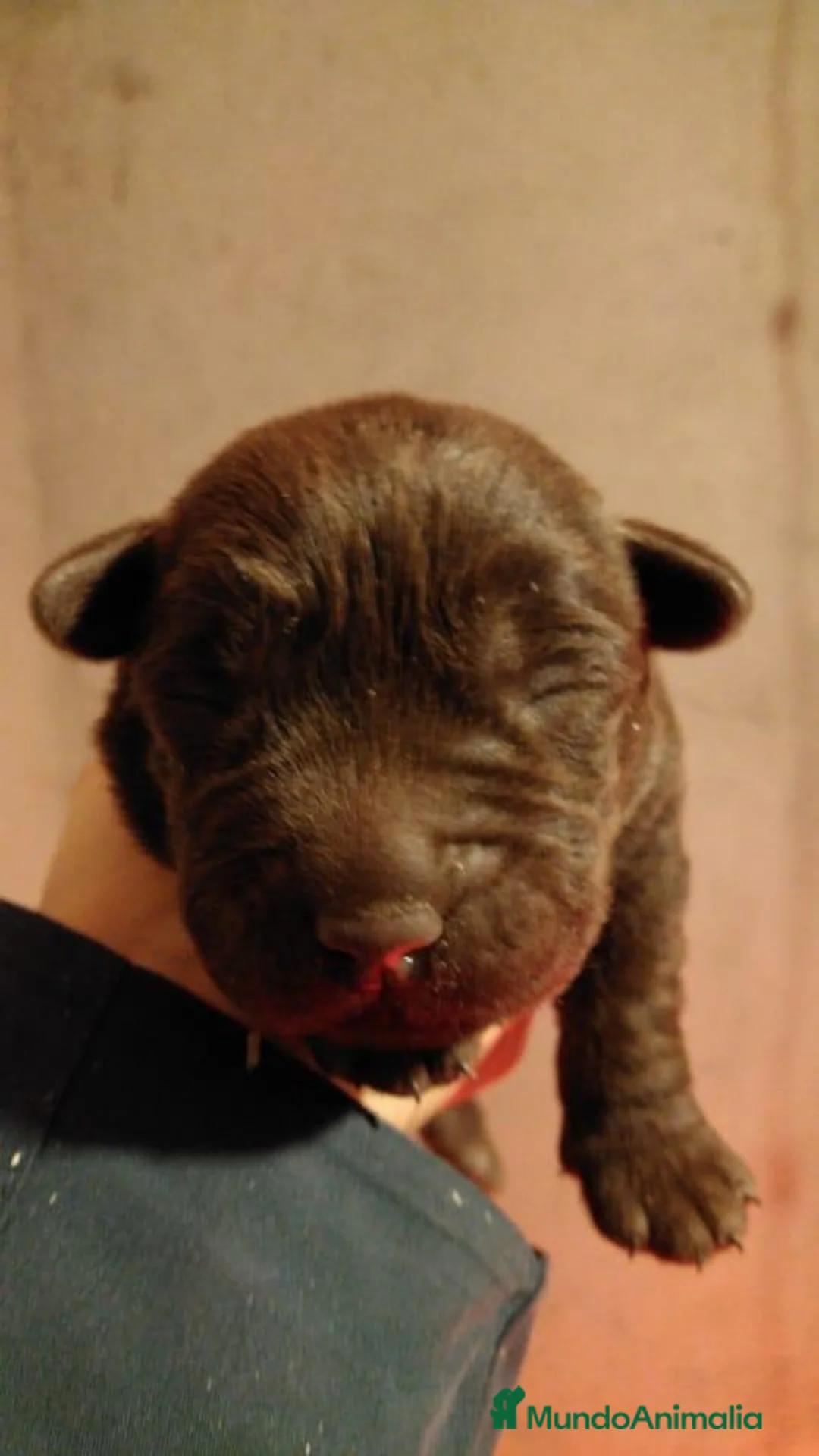 Labrador Retriever perros en venta: Cachorros Labrador color chocolate - Anuncio 7