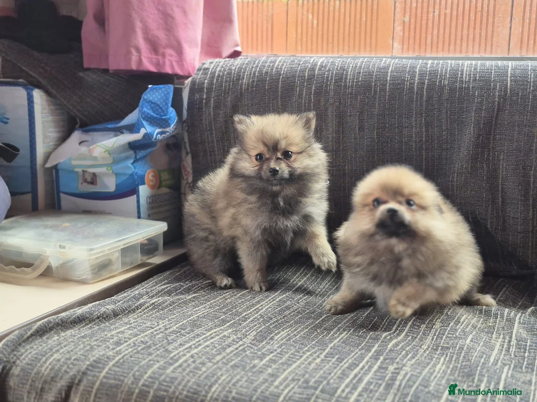 Pomerania perros en venta: Preciosos cachorritos de Pomerania 🐶💚 - Anuncio 1
