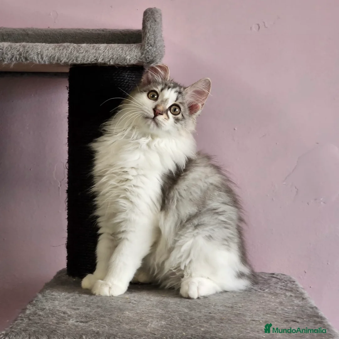 Kurilean Bobtail de Pelo Largo gatos en venta: Kurilian Bobtail  - Anuncio 3