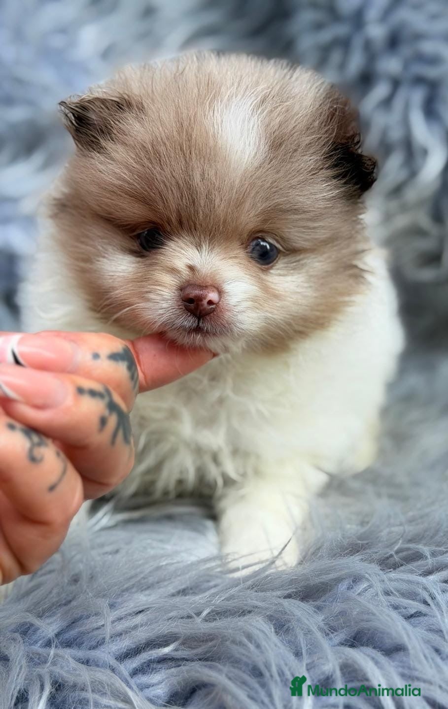 Pomerania perros Precioso pomerania🐾💙 - Anuncio 4