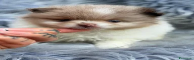 Pomerania 1