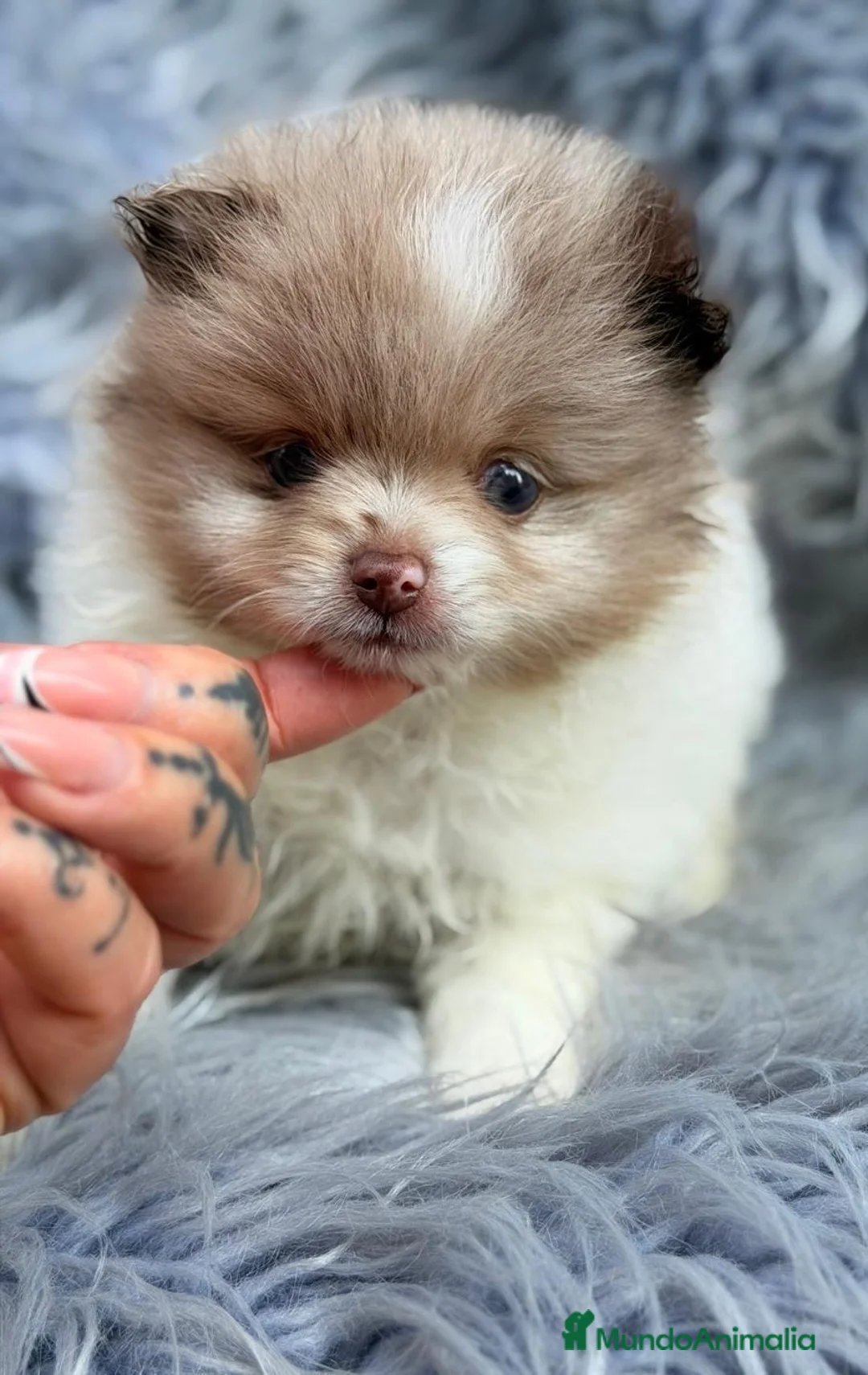 Pomerania perros en venta: Precioso pomerania🐾💙 - Anuncio 1