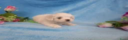 Bichón Maltés perros en venta: PRECIOSOS BICHON MALTES  LINEA TOY  - Anuncio 24
