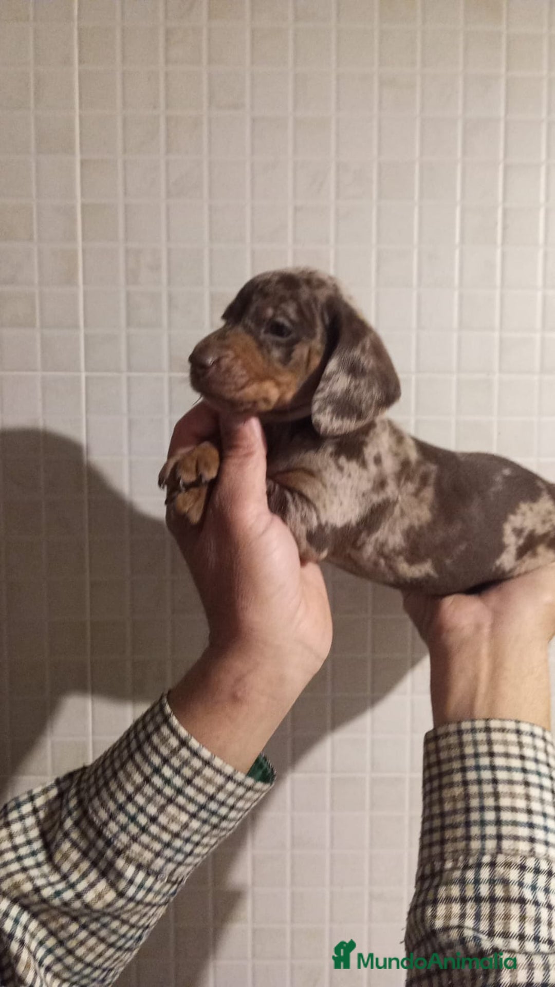 Teckel Miniatura perros en venta: Teckel mini - Anuncio 1