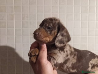 Teckel Miniatura perros Teckel mini - Anuncio 1