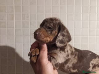 Teckel Miniatura perros Teckel mini - Anuncio 4