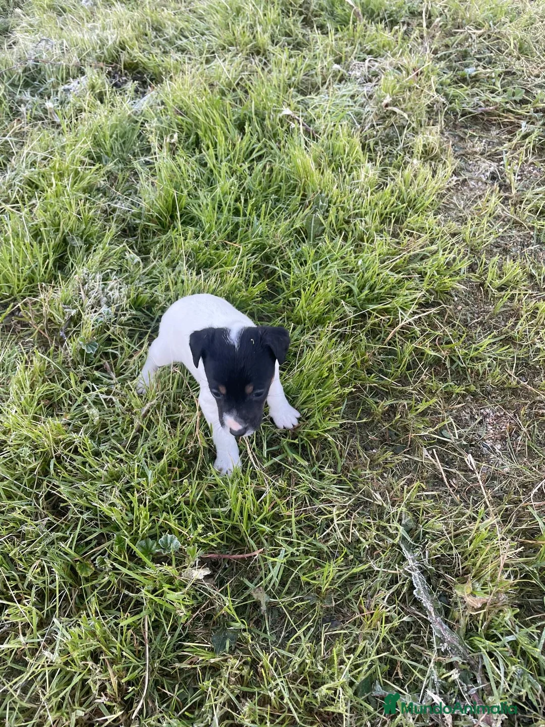 Ratonero Bodeguero Andaluz perros en venta: CAMADA BODEGUEROS en Murcia - Anuncio 2
