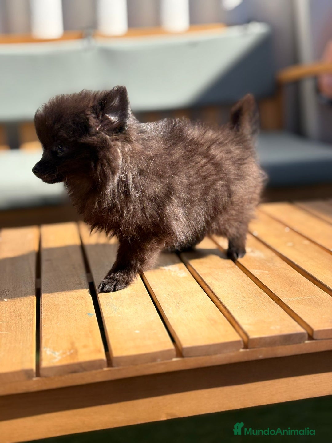 Pomerania perros en venta: Lulu pomerania MICRO TOY  - Imagen 14