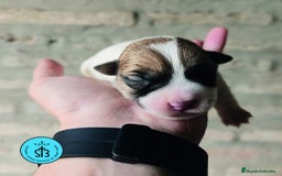 Jack Russell Terrier perros en venta: Jack Russell Terrier de Pelo Broken con Pedigree - Imagen 3