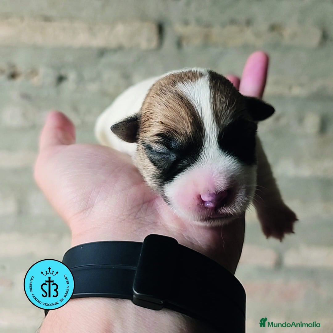 Jack Russell Terrier perros en venta: Jack Russell Terrier de Pelo Broken con Pedigree - Imagen 3