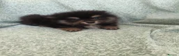 Pomerania perros en venta: Pomerania - Anuncio 8