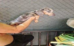 Teckel Miniatura perros en venta: Teckel macho mini arlequín  - Imagen 5