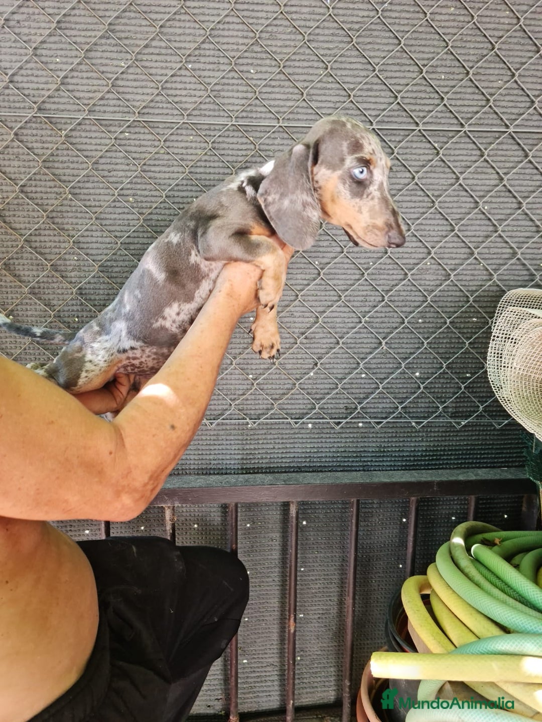 Teckel Miniatura perros en venta: Teckel macho mini arlequín  - Imagen 5