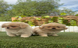 Pekinés perros en venta: PEKINES IMPERIAL HEMBRA - Imagen 8