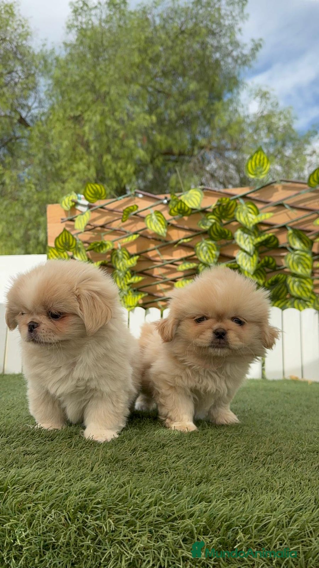 Pekinés perros en venta: PEKINES IMPERIAL HEMBRA - Imagen 8