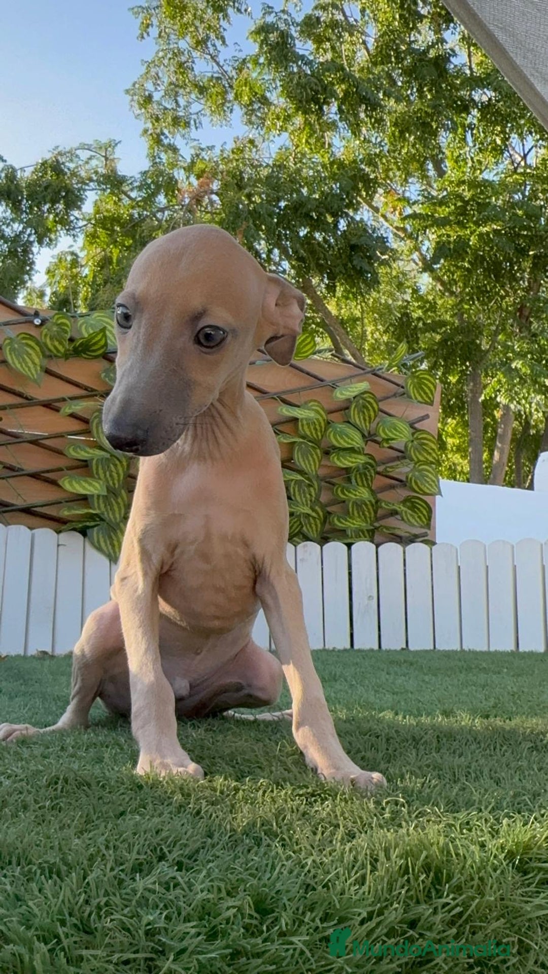 Pequeño Lebrel Italiano perros en venta: PICCOLO ISABELA macho - Imagen 8