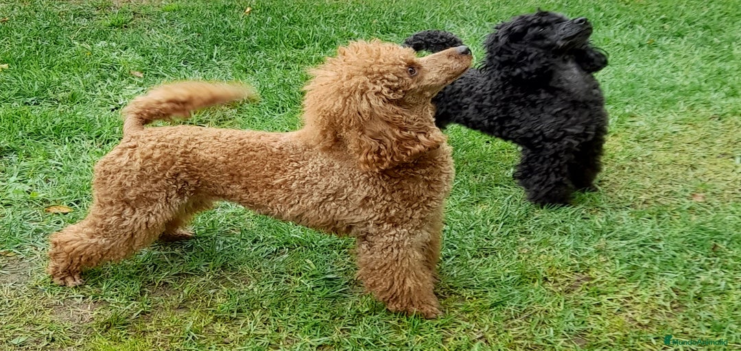 Imagen de galería {{count}}