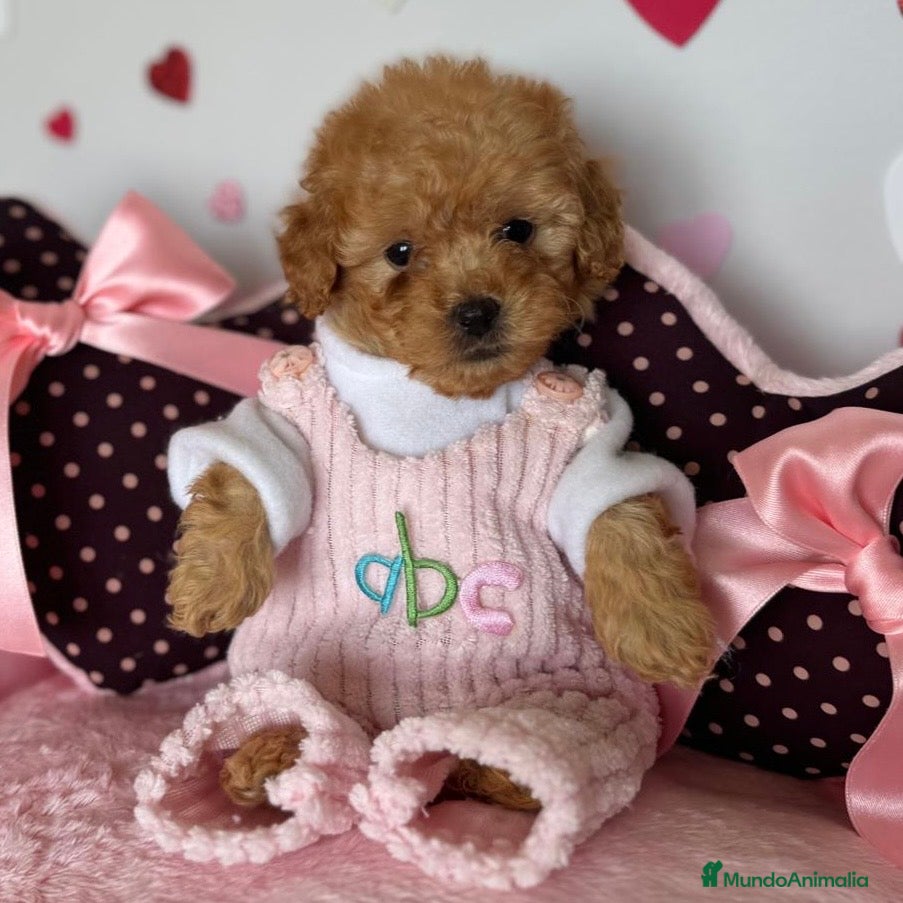 Caniche Enano perros Caniche MiniToy - Anuncio 1